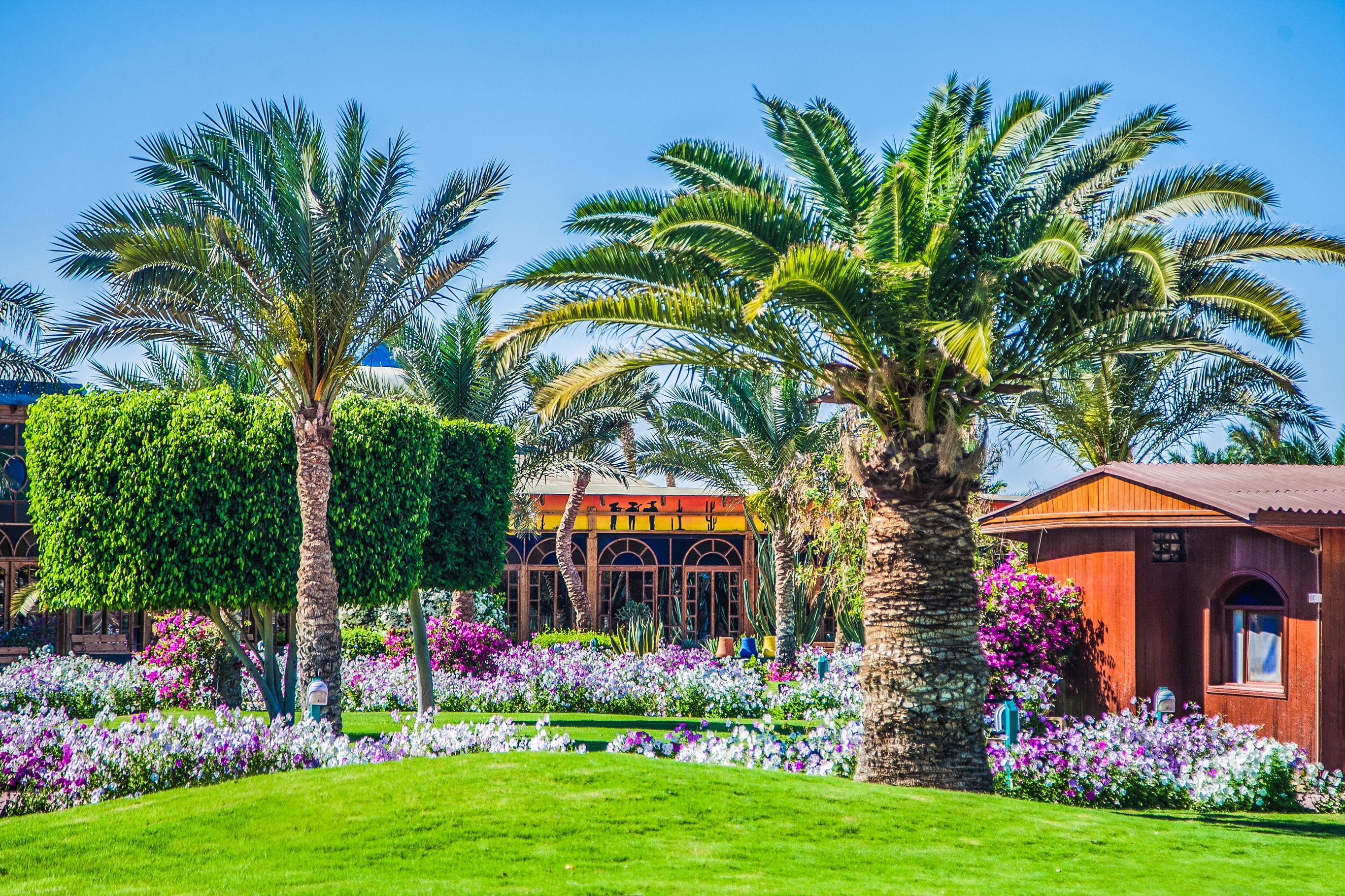 Desert resort хургада. Десерт Роуз Резорт Хургада. Хургада Египет Дезерт Роуз. Хургада десерт Розе 5. Desert Rose Resort 5* Хургада, Хургада.